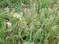 Alyssum alyssoides